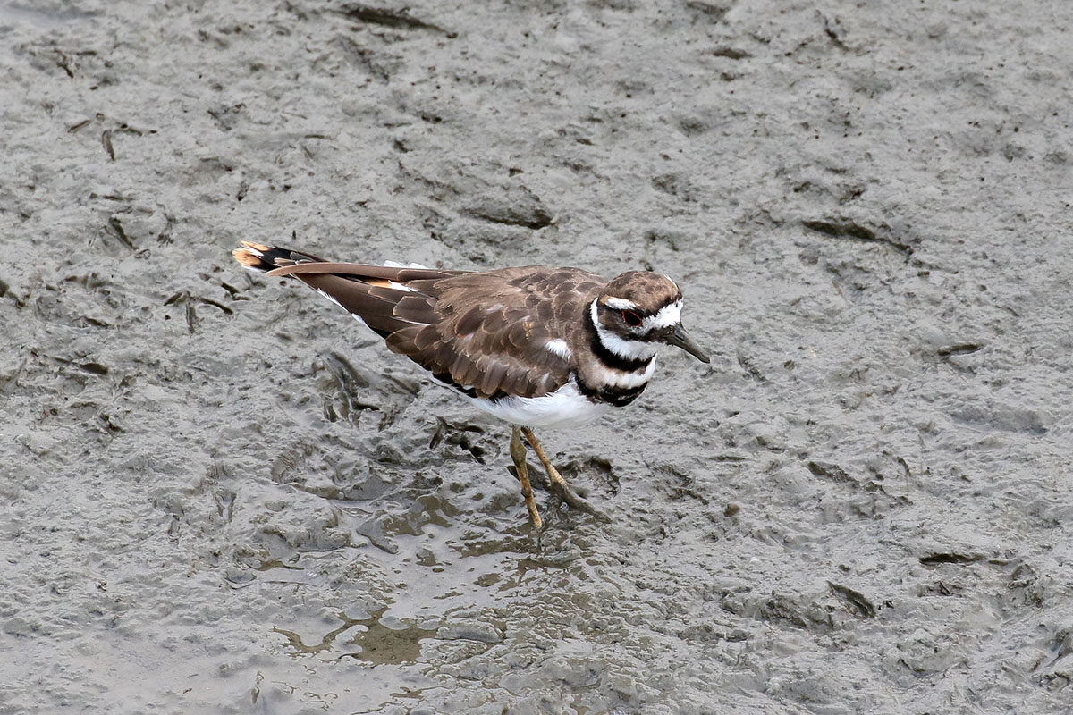 Killdeer - Killdeerplevier